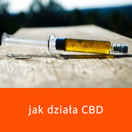 CBD i układ endokannabinoidowy. Jak to działa?