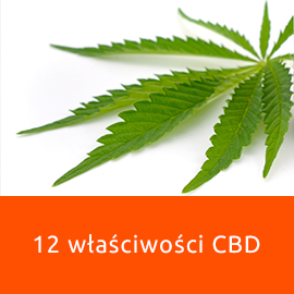 Jak działa CBD - 12 rzeczy, które musisz wiedzieć o kannabidiolu