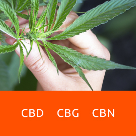 CBD, CBG, CBN... czym to się różni?