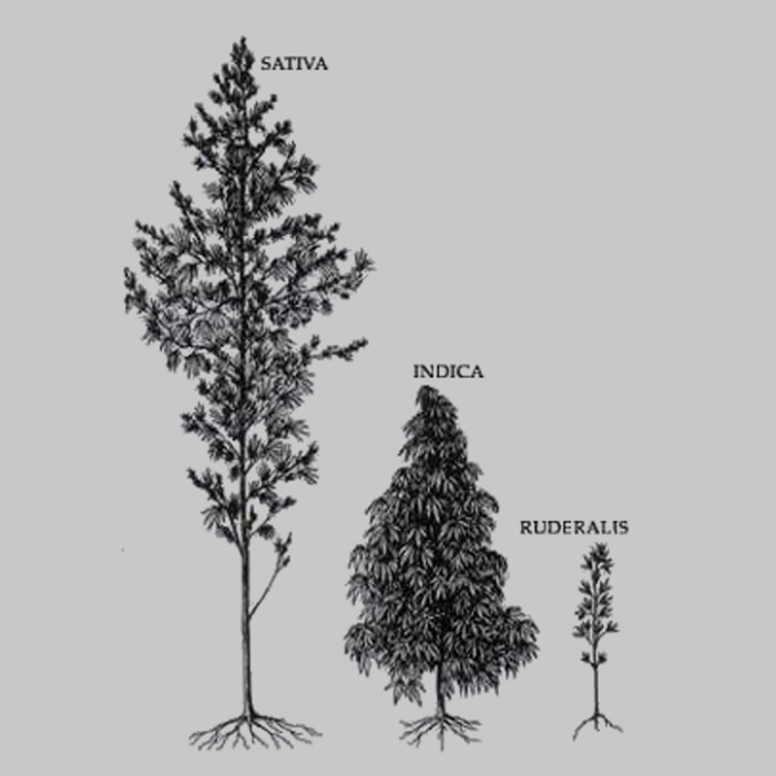 Legalne – nielegalne. Czym różnią się konopie siewne od indyjskich?