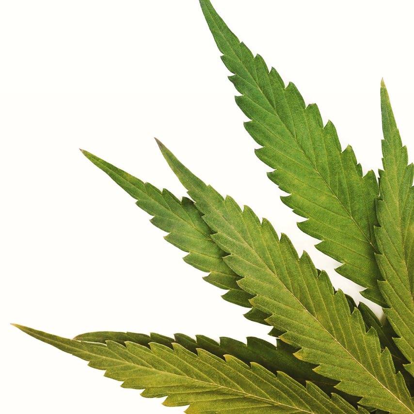 Mit marihuany. Jak zrozumieć konopie?